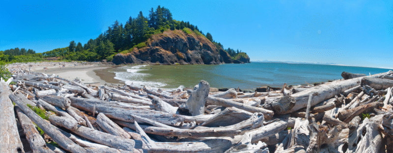 Driftwood on Waikiki Beach at Cape Disappoinment State Park